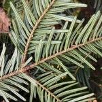 Abies alba Leaf