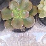 Echeveria angustifolia Leaf