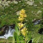 Gentiana × marcailhouana عادت