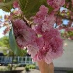 Prunus serrulata Flower