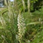 Reseda alba Blüte