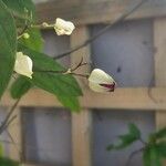 Clerodendrum thomsoniaeΛουλούδι