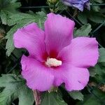 Hibiscus syriacusКвітка