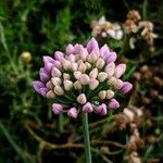 Allium angulosum Cvet