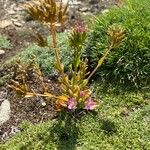 Centaurium littorale 花