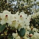 Rhododendron wardii फूल