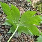 Ranunculus platanifolius Hábito