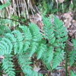 Dryopteris aemula Folio