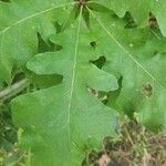 Quercus macrocarpa Blad