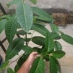 Alocasia cucullata Листок