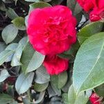 Camellia sasanquaFlower