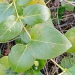 Vinca major Leaf