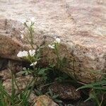 Cardamine resedifoliaFlower