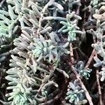 Sedum hispanicum Hostoa