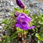 Penstemon davidsonii Blüte