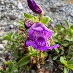 Penstemon davidsonii Kukka