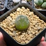 Conophytum burgeri Liść