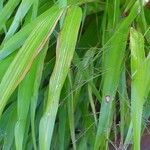 Hakonechloa macra Leaf