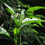 Solanum bahamense Hoja