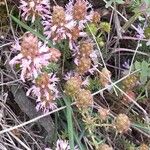 Coris monspeliensis Flower