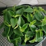 Peperomia humilis Folha