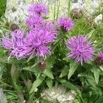 Centaurea uniflora Цвят