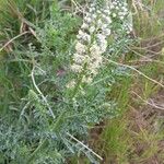 Reseda alba Floare