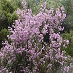 Erica australis Staniste