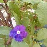 Brunfelsia unifloraKvět