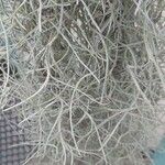 Tillandsia usneoides List