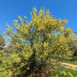 Acacia confluens Habitus