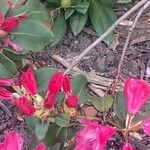Rhododendron ferrugineum Žiedas