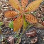 Iris domestica Flor