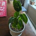 Dieffenbachia oerstedii Hoja