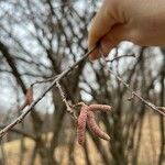 Alnus serrulata Blüte