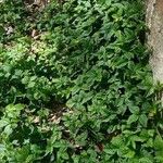 Potentilla indica Hábito