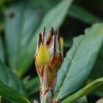 Rhododendron sanguineum Beste bat