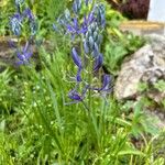 Camassia quamash Blomst