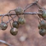 Commiphora mollis Fruto