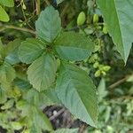 Causonis japonica Blad