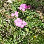 Dianthus alpinus Blomma