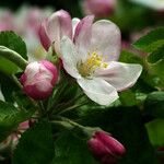 Malus pumila 花