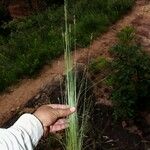 Bulbostylis junciformis Hábito
