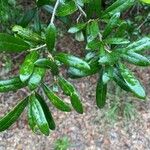 Quercus geminata 葉