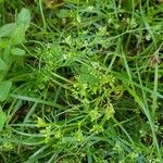 Cyclospermum leptophyllum Blüte