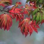 Acer japonicumഇല