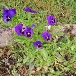 Viola × wittrockiana موطن