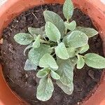 Salvia officinalisЛіст