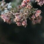 Erica galioides Flor