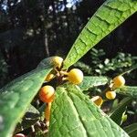 Ficus pancheriana Fruto